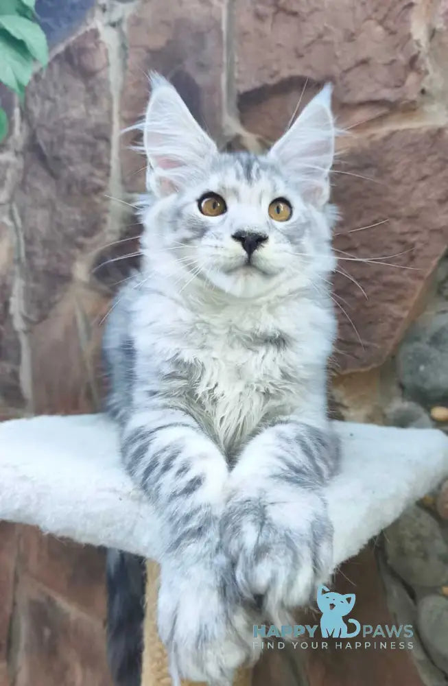 Vegas Maine Coon male black silver spotted tabby live animals