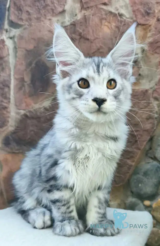 Vegas Maine Coon male black silver spotted tabby live animals