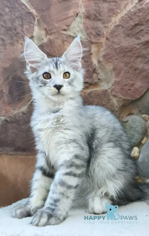Vegas Maine Coon male black silver spotted tabby live animals
