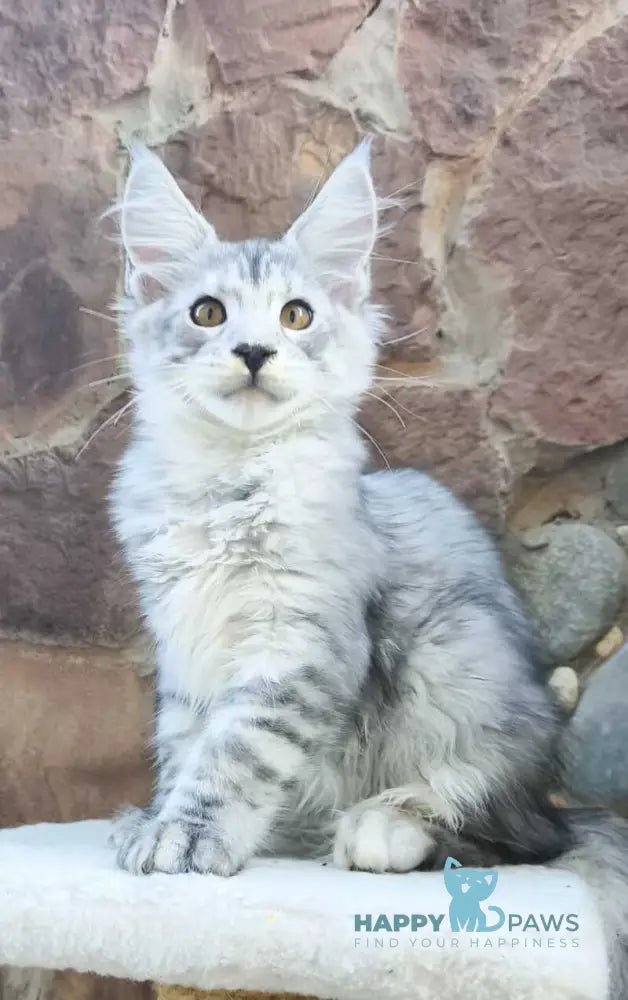 Vegas Maine Coon male black silver spotted tabby live animals