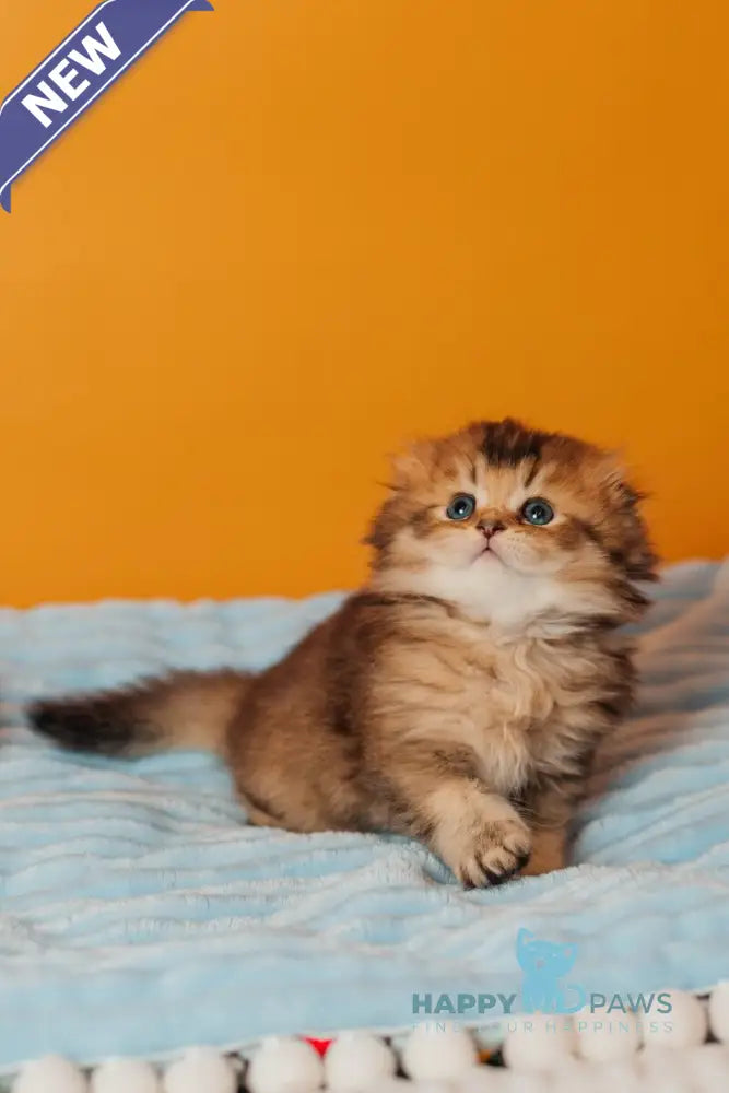 Vegas Scottish Fold male black golden ticked tabby live animals