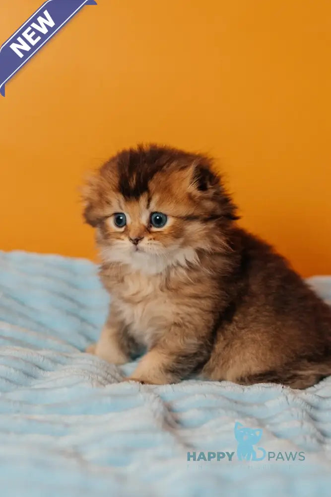 Vegas Scottish Fold male black golden ticked tabby live animals