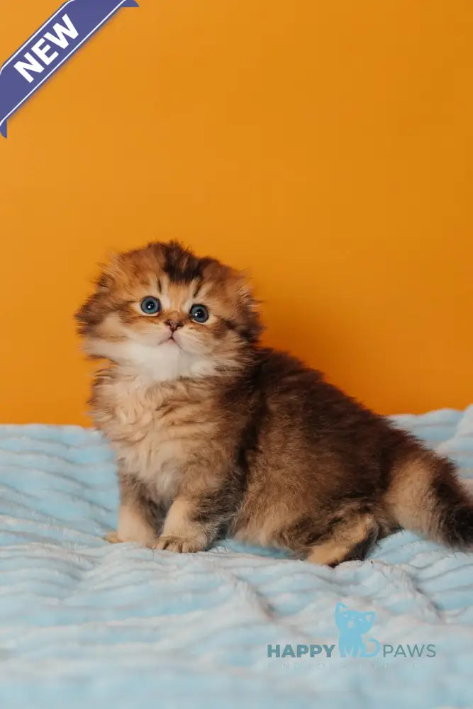 Vegas Scottish Fold male black golden ticked tabby live animals