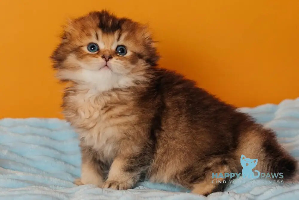 Vegas Scottish Fold male black golden ticked tabby live animals