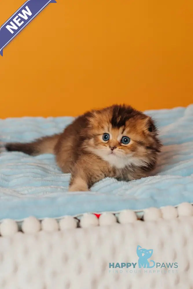 Vegas Scottish Fold male black golden ticked tabby live animals