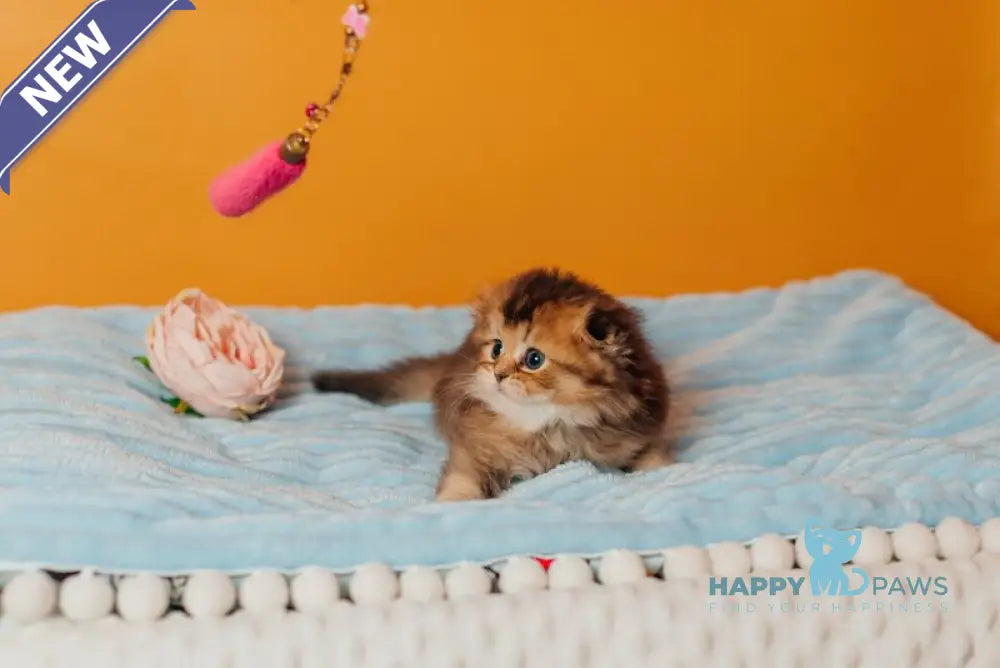 Vegas Scottish Fold male black golden ticked tabby live animals