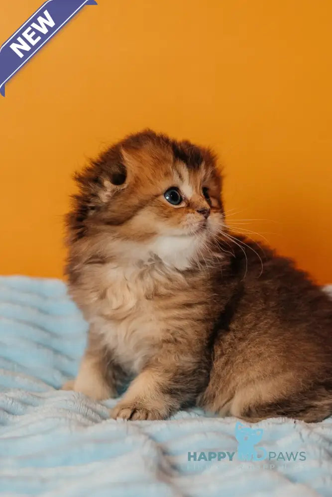 Vegas Scottish Fold male black golden ticked tabby live animals