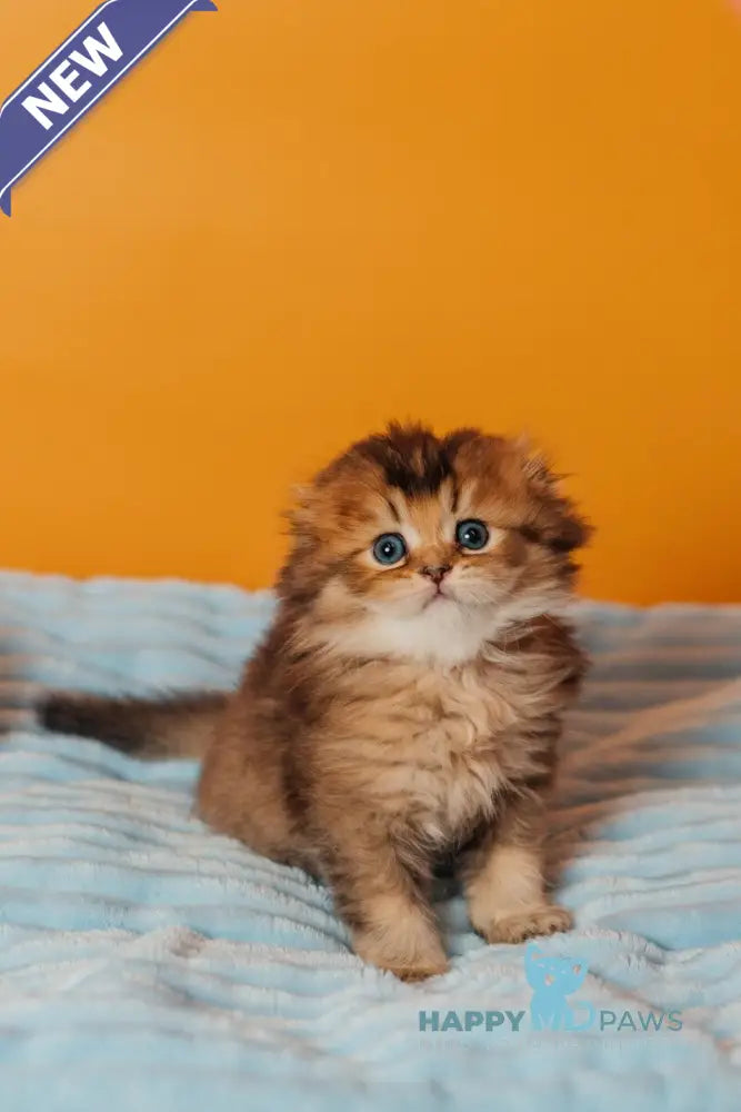 Vegas Scottish Fold male black golden ticked tabby live animals