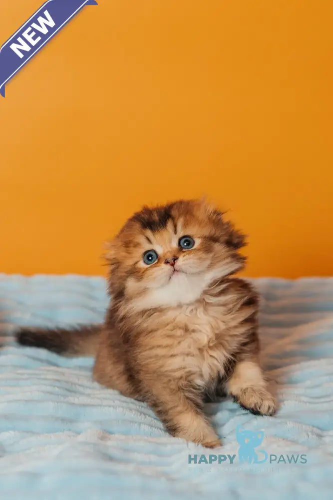 Vegas Scottish Fold male black golden ticked tabby live animals