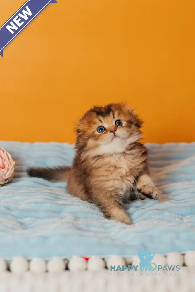 Vegas Scottish Fold male black golden ticked tabby live animals