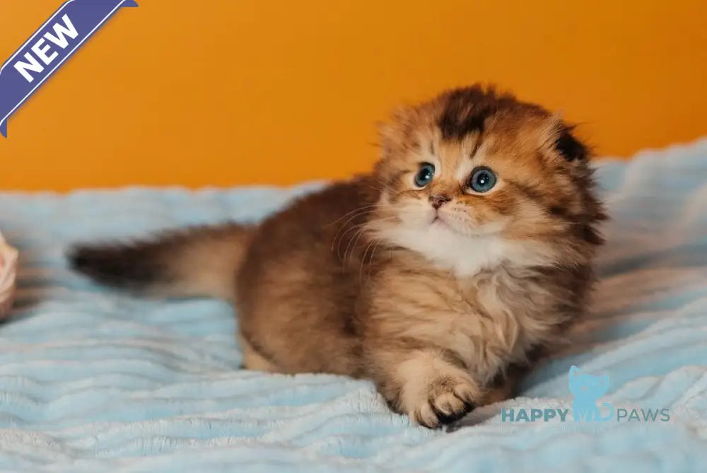 Vegas Scottish Fold male black golden ticked tabby live animals