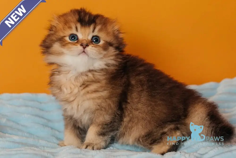 Vegas Scottish Fold male black golden ticked tabby live animals