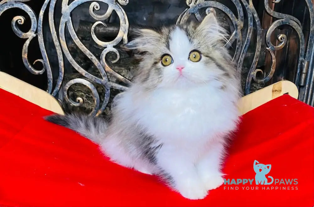 Vegas Scottish Straight male black spotted tabby bicolour live animals