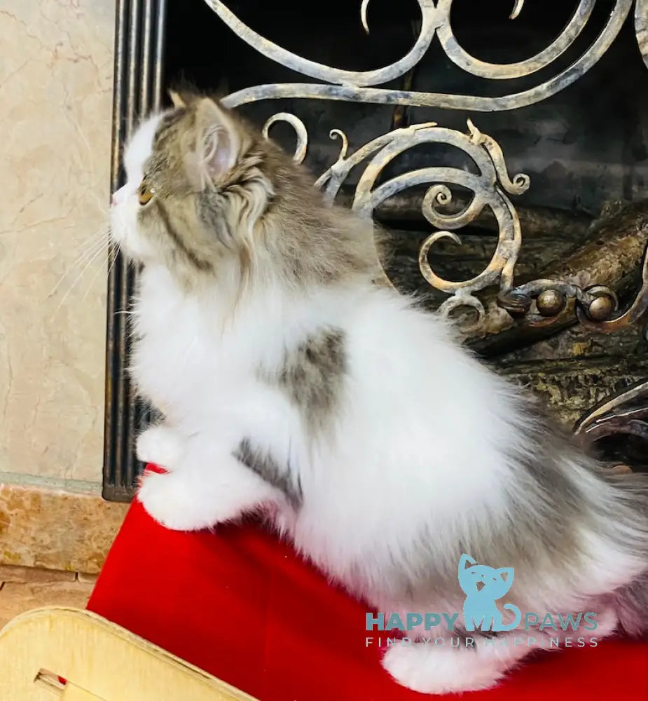 Vegas Scottish Straight male black spotted tabby bicolour live animals