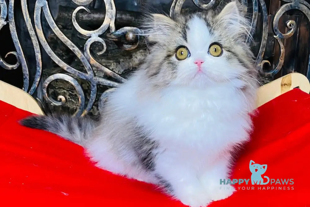 Vegas Scottish Straight male black spotted tabby bicolour live animals