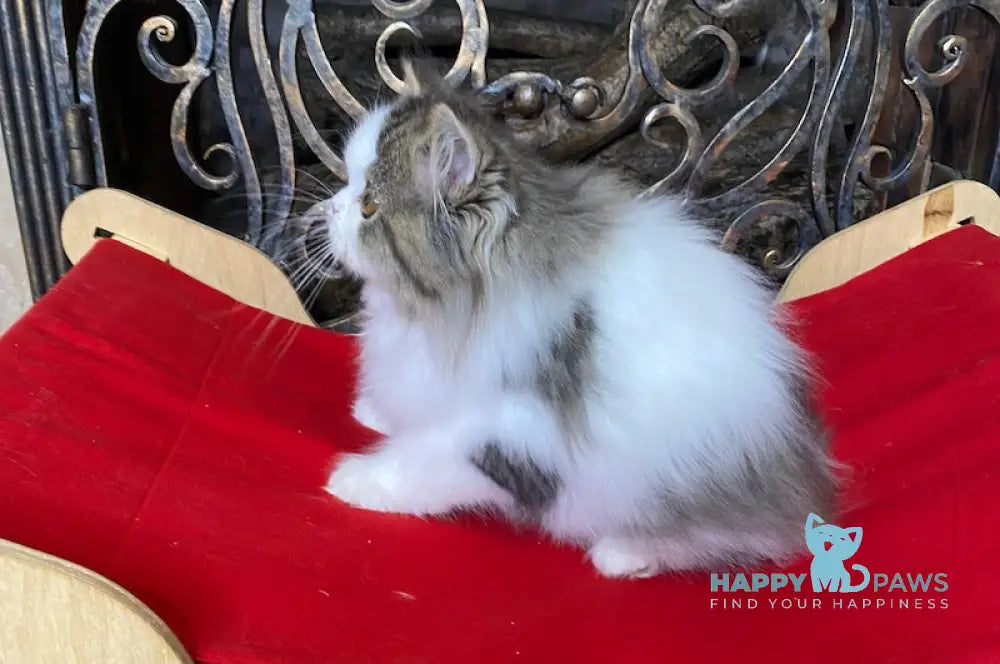 Vegas Scottish Straight male black spotted tabby bicolour live animals