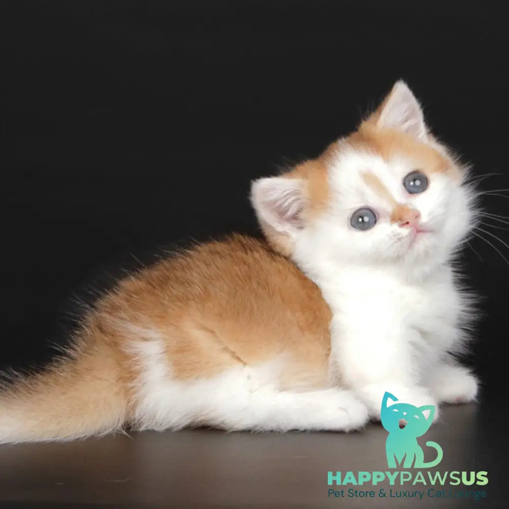Velcro Munchkin male black golden shaded bicolour - live animals
