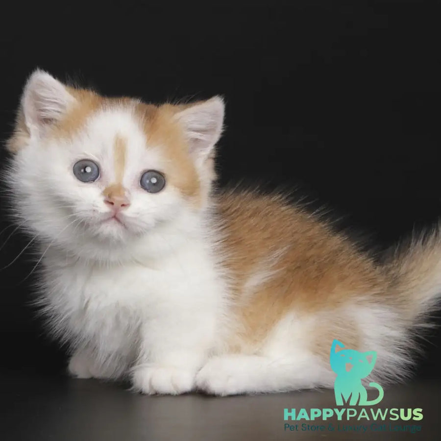 Velcro Munchkin male black golden shaded bicolour - live animals