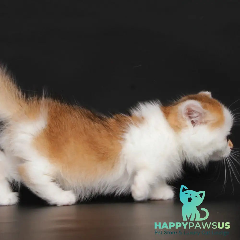 Velcro Munchkin male black golden shaded bicolour - live animals