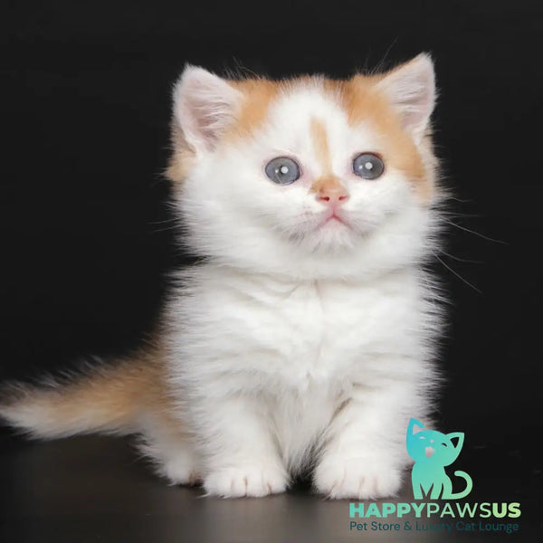 Velcro Munchkin male black golden shaded bicolour - live animals