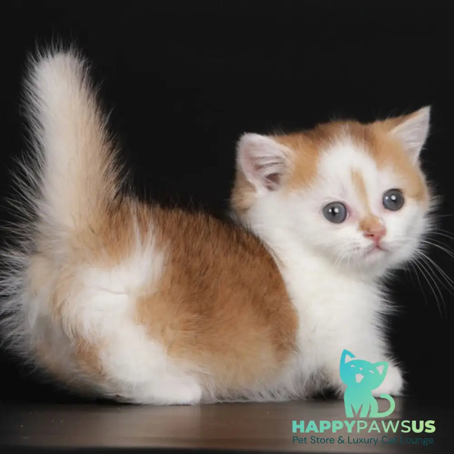 Velcro Munchkin male black golden shaded bicolour - live animals