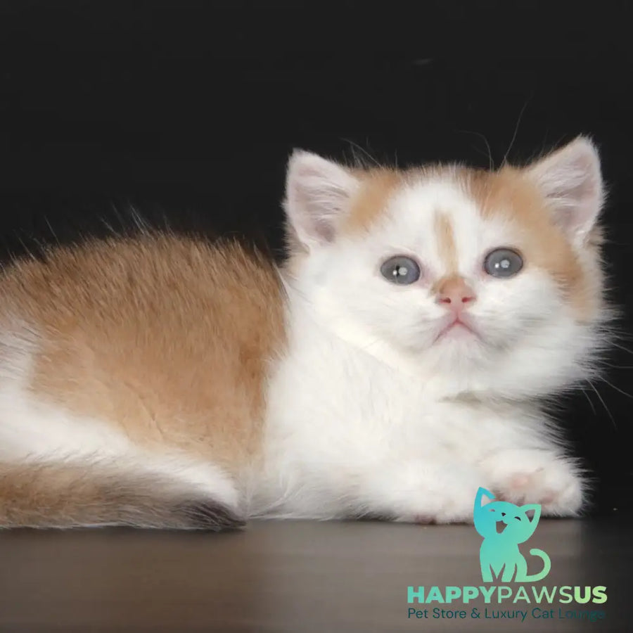 Velcro Munchkin male black golden shaded bicolour - live animals