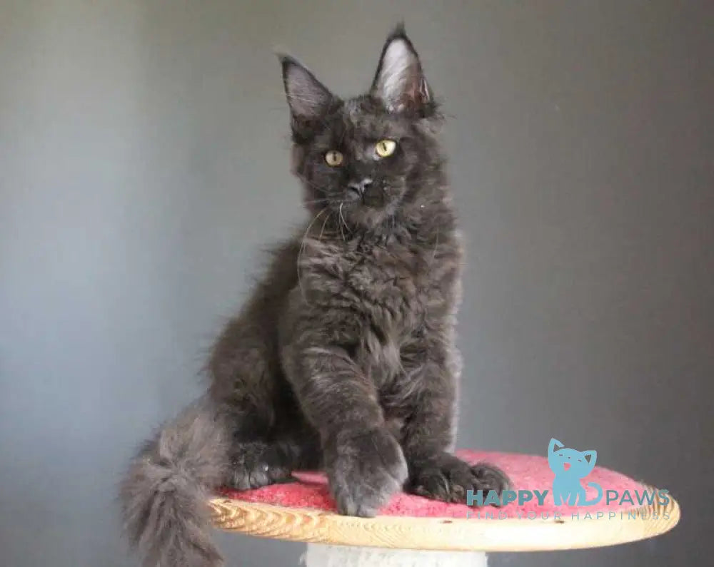 Veles Maine Coon male polydactyl black live animals