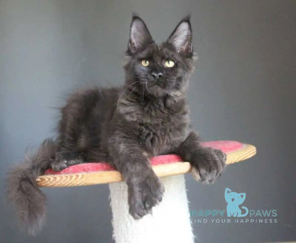 Veles Maine Coon male polydactyl black live animals