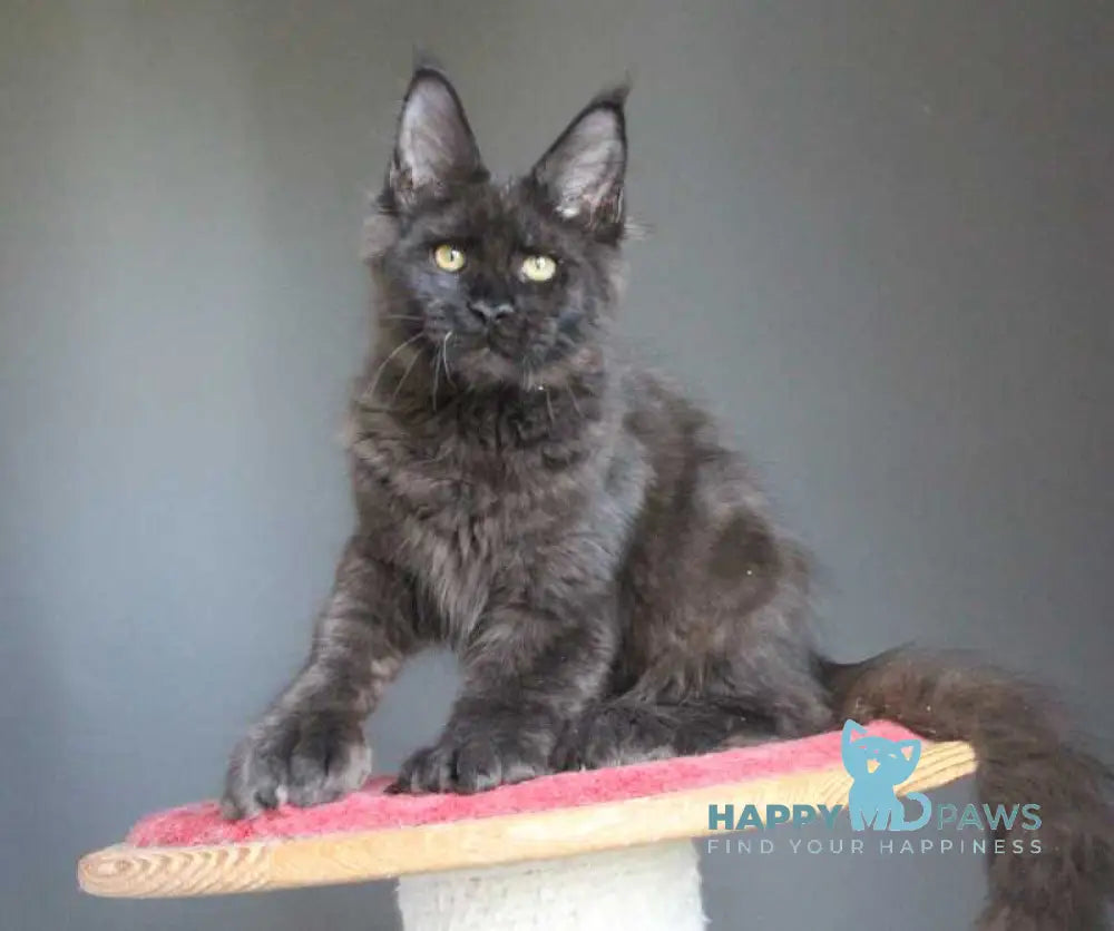 Veles Maine Coon male polydactyl black live animals