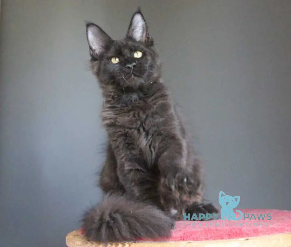 Veles Maine Coon male polydactyl black live animals