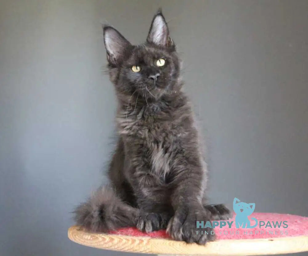 Veles Maine Coon male polydactyl black live animals