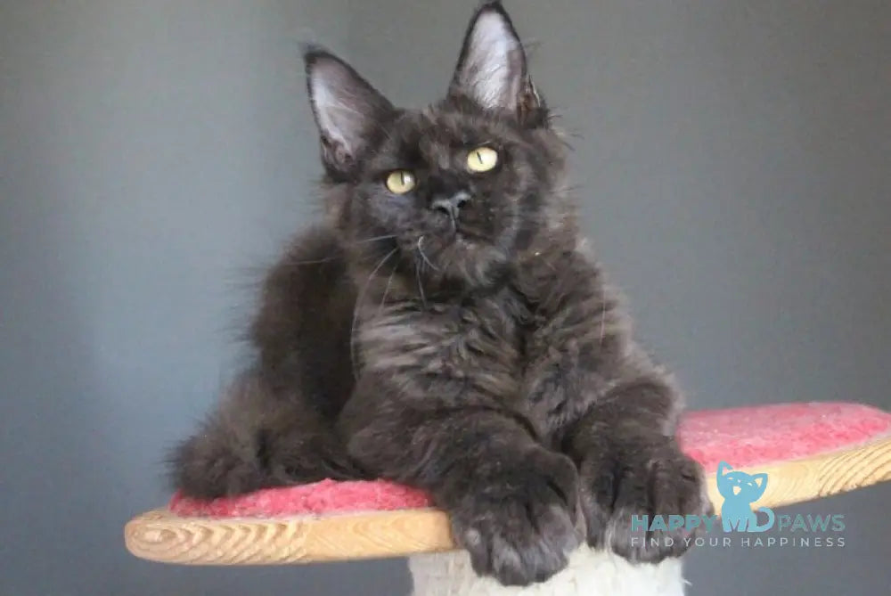 Veles Maine Coon male polydactyl black live animals