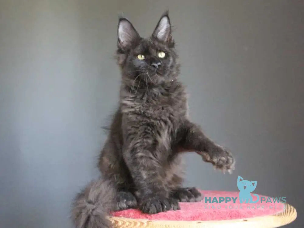 Veles Maine Coon male polydactyl black live animals