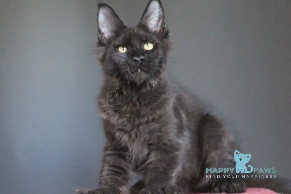 Veles Maine Coon male polydactyl black live animals
