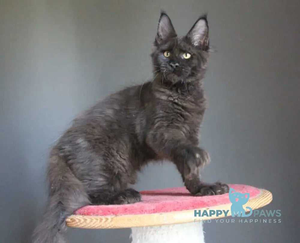 Veles Maine Coon male polydactyl black live animals