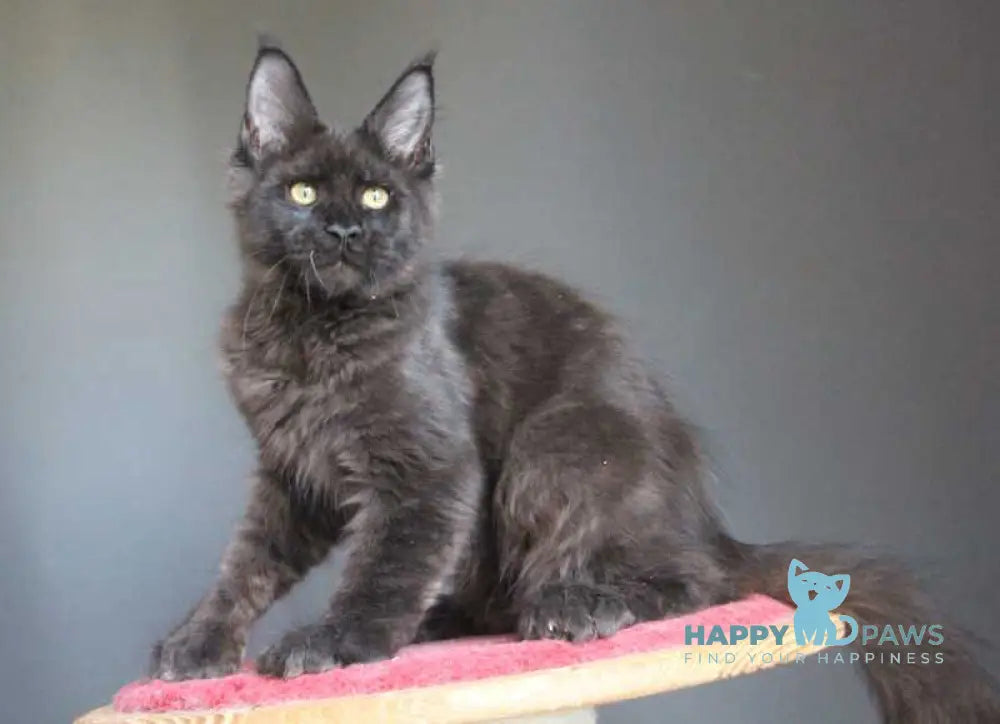 Veles Maine Coon male polydactyl black live animals