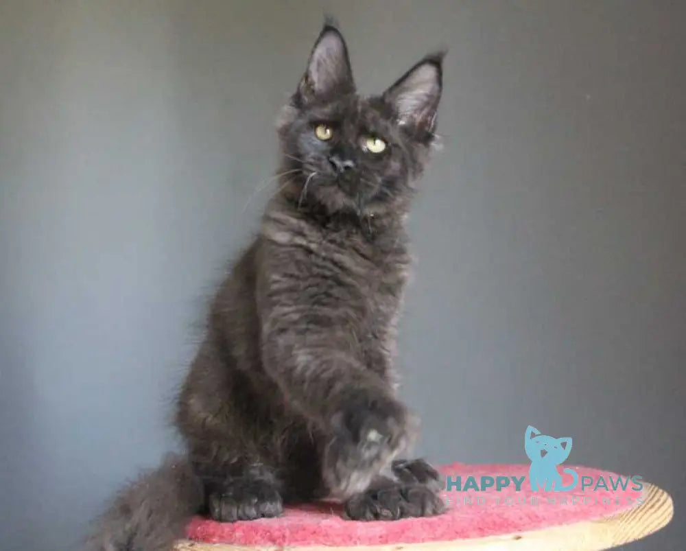 Veles Maine Coon male polydactyl black live animals