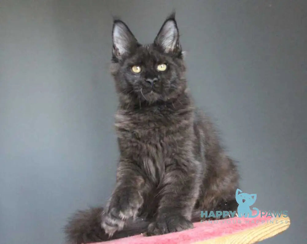 Veles Maine Coon male polydactyl black live animals