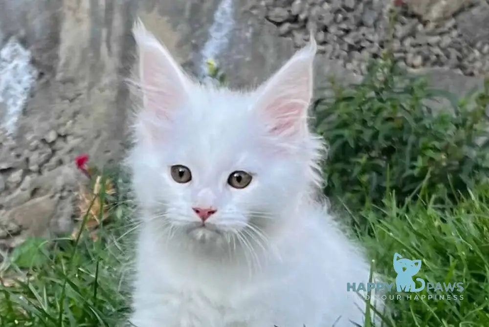 Veles Maine Coon male white live animals