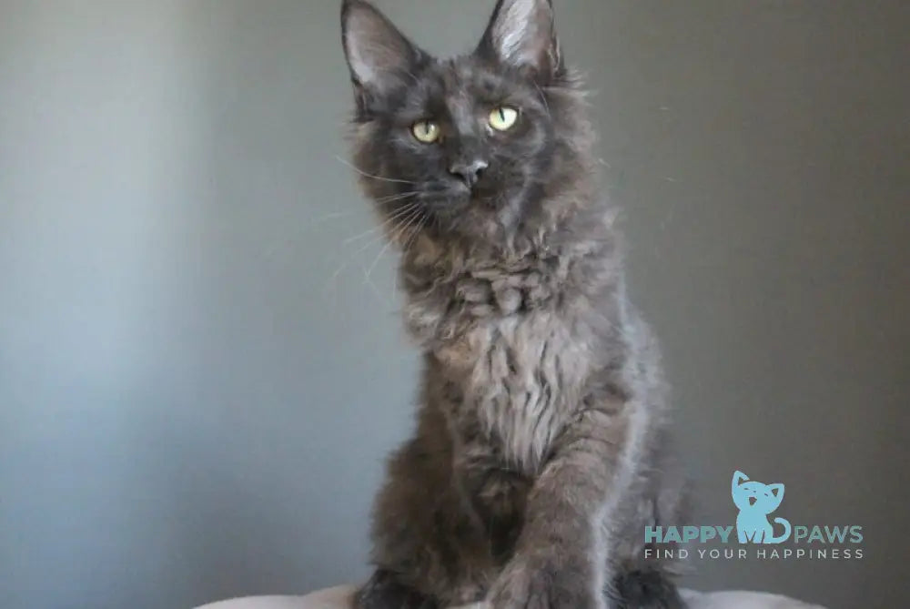 Veles Maine Coon polydactyl male black live animals