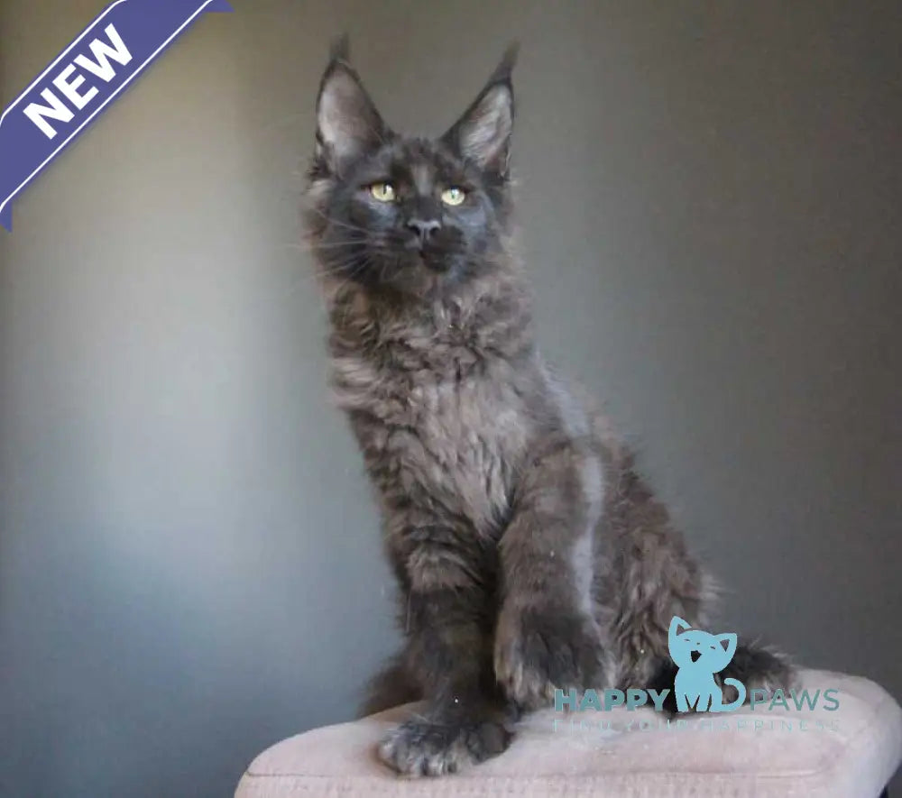 Veles Maine Coon polydactyl male black live animals