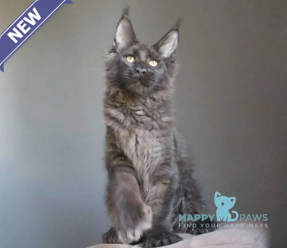 Veles Maine Coon polydactyl male black live animals