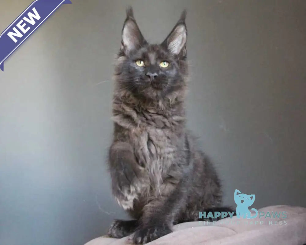 Veles Maine Coon polydactyl male black live animals