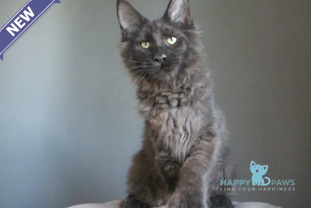 Veles Maine Coon polydactyl male black live animals
