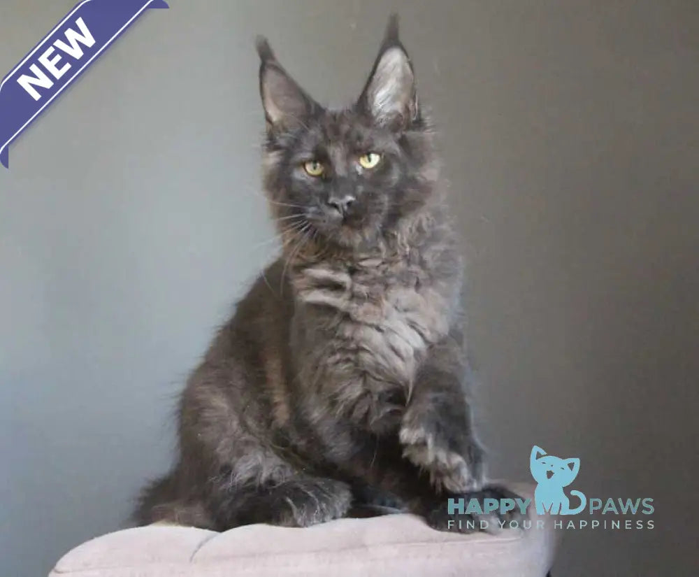 Veles Maine Coon polydactyl male black live animals
