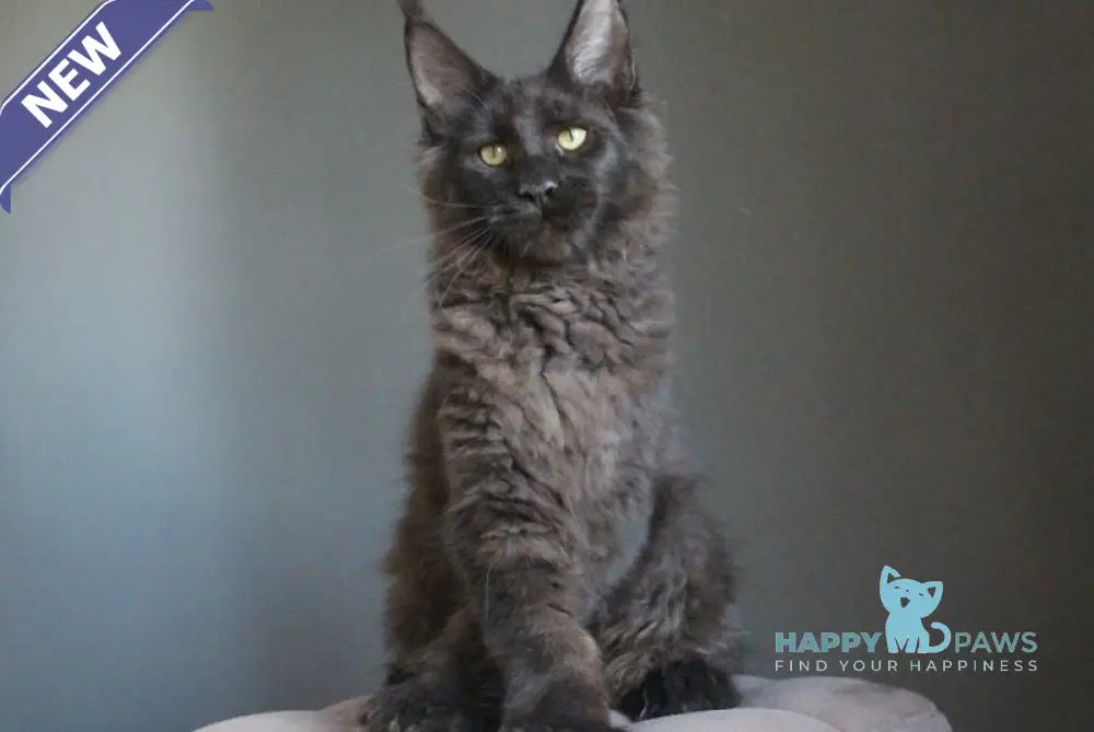 Veles Maine Coon polydactyl male black live animals