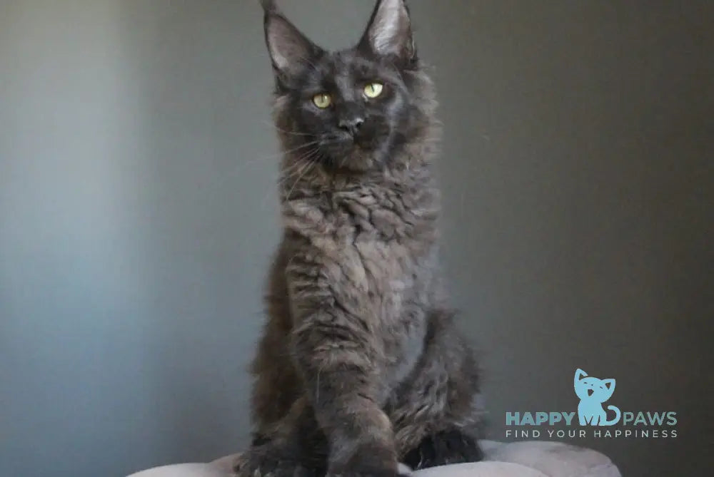 Veles Maine Coon polydactyl male black live animals