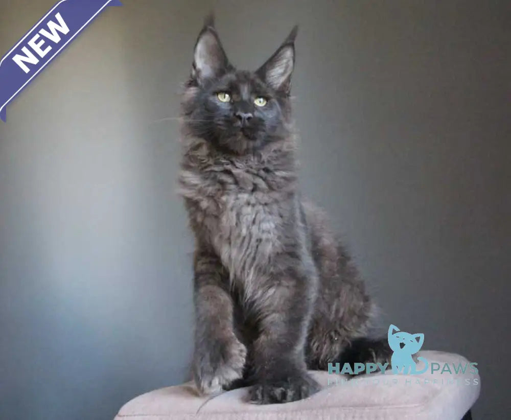 Veles Maine Coon polydactyl male black live animals