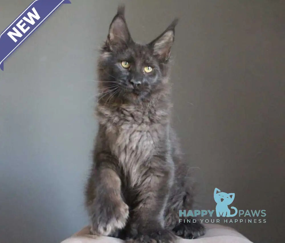 Veles Maine Coon polydactyl male black live animals