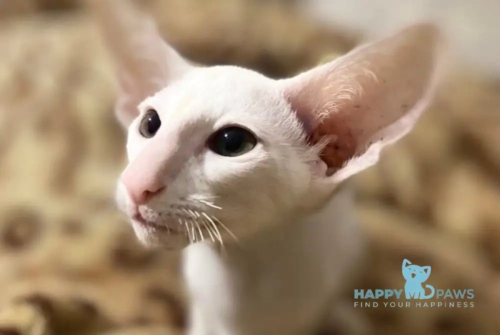 Veles Oriental Shorthair male white live animals